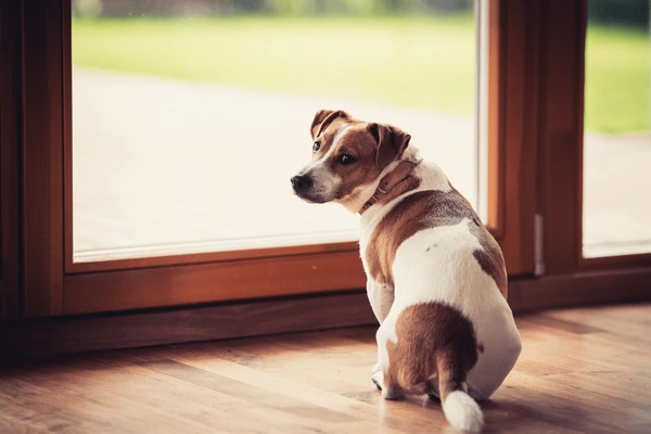 Dog Begs To Go Outside, Then Pet Sitter Realizes What’s Really Happening