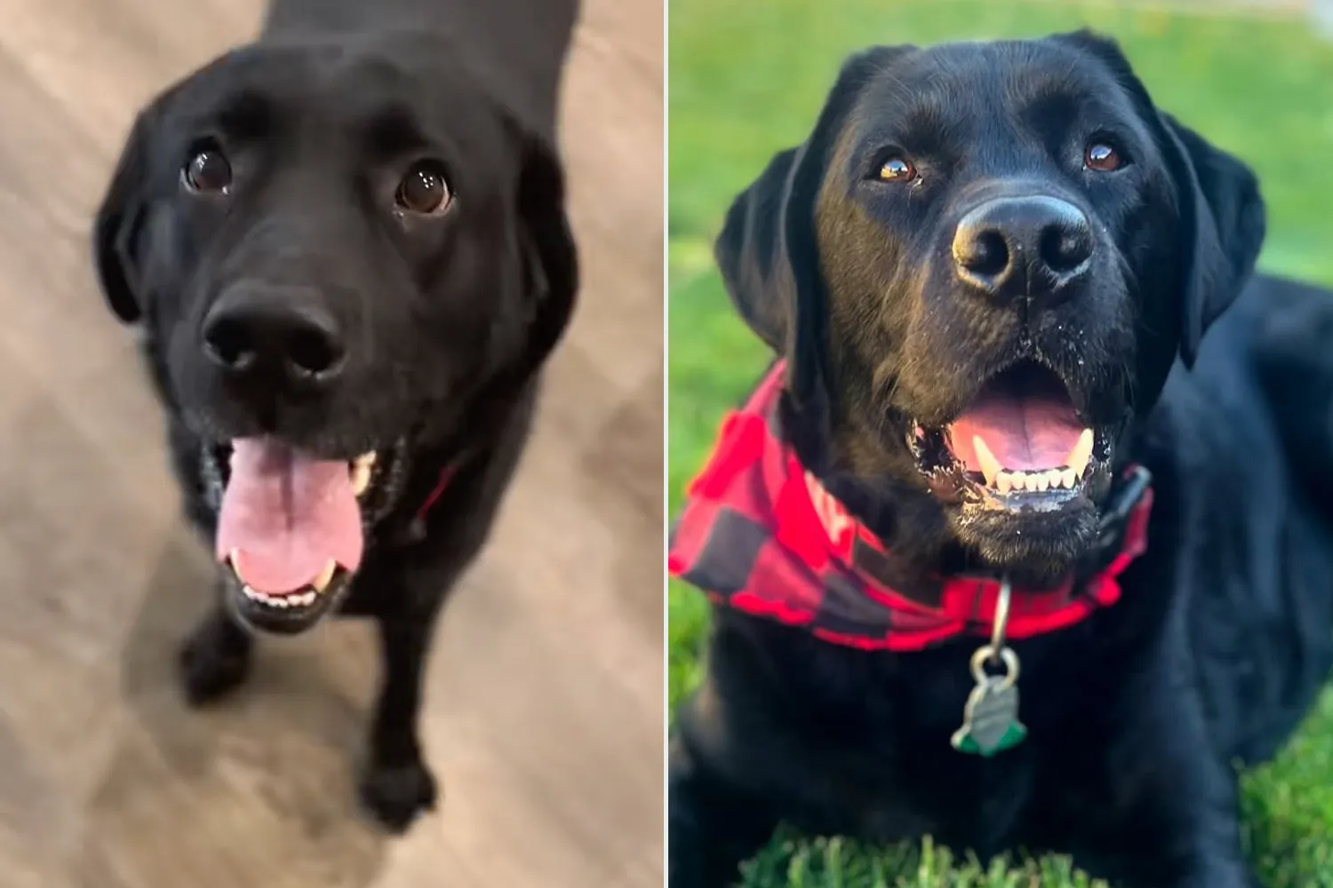 Black Labrador Gets Told He’s Staying with Grandparents. His Reaction Goes Viral